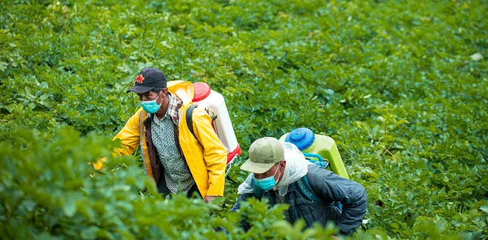 Los precios de los plaguicidas bajaron 5,35 % con respecto a agosto de 2024 Los precios de los plaguicidas bajaron 5,35 % con respecto a agosto de 2024